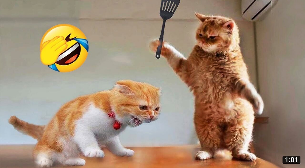 Funny animals, do you have a cat like that too ?😂