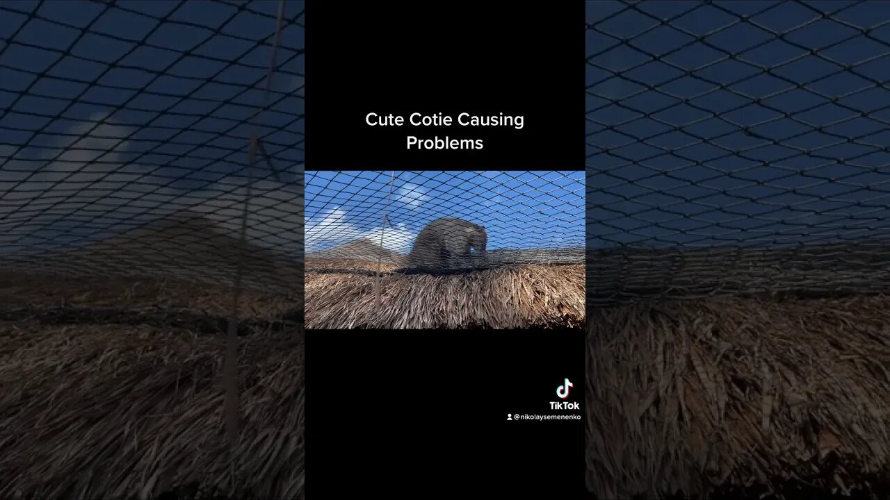 Cute Coati Causing Problems