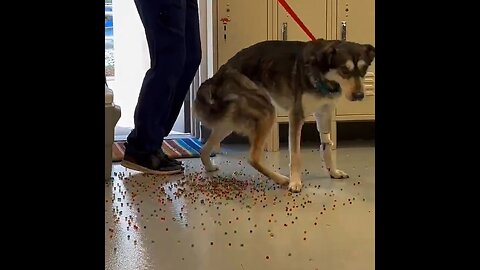 Dog Turns Into A Candy Dispenser As He Poops Out Rainbow Orbeez Beads