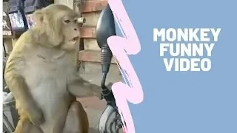 Comedy video animal