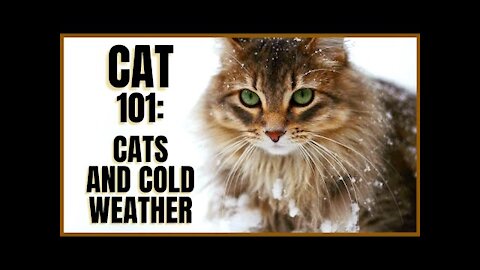 Cats and Cold Weather