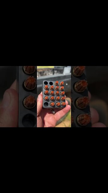 R.I.P 9mm Vs A Truck 🛻