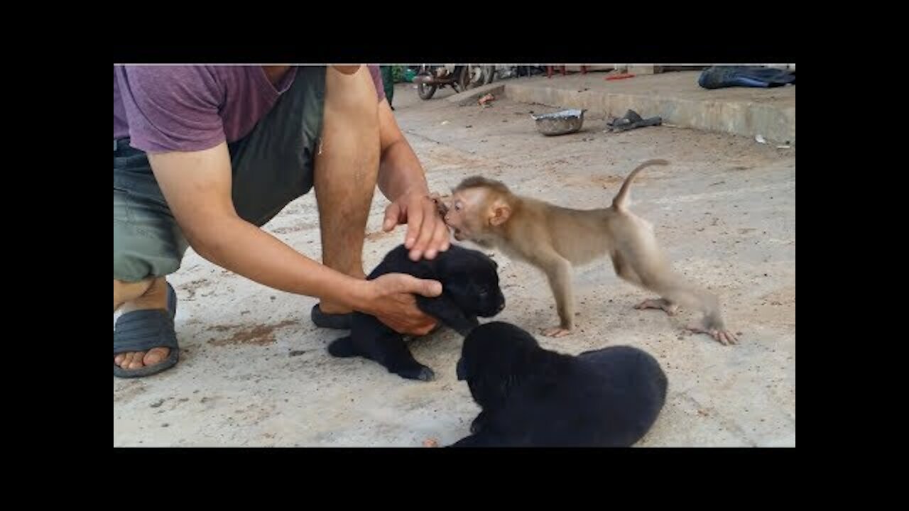 Baby monkey attack humans to protect new born puppies