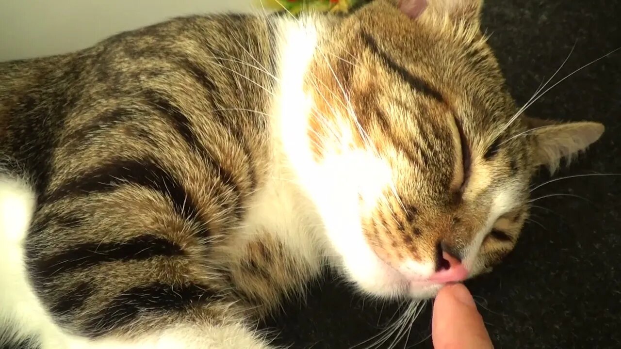 I Can Tickle the Kitten's Nose while He Sleeps