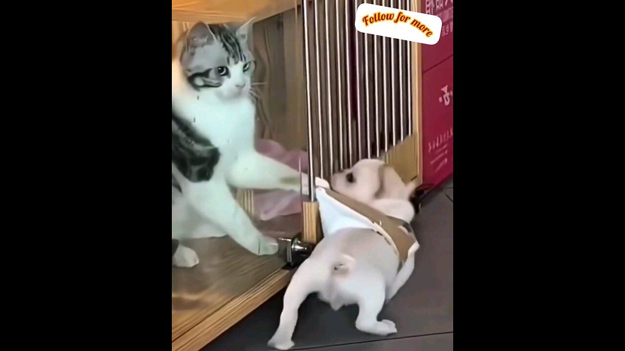 tell me now 😂 funny cat and dog🐕 trending video