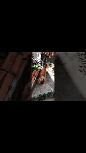 #dogshow , #animals , #dog , #shorts