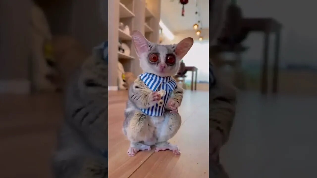 Best Funny Animal Videos of the year (2021), funniest animals ever. relax with cute animals.