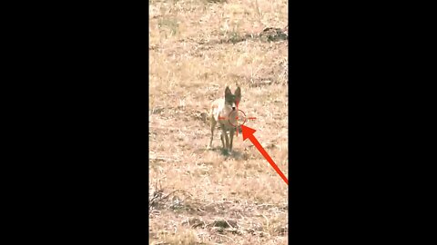 Hunting Coyotes #shorts #dogs #animals #hunter #108