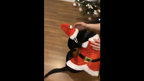 Santa puppy