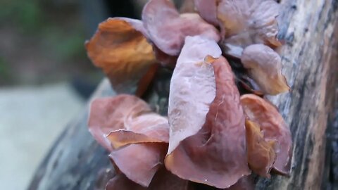 wood ear mushroom