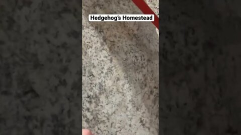 Keeping the budget down￼#shed to home