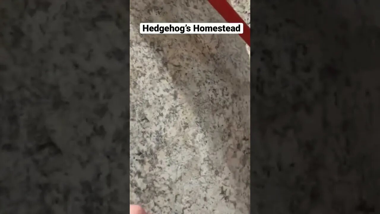 Keeping the budget down￼#shed to home