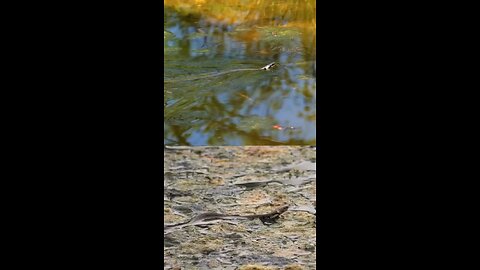 Snake sounds 🐍 #snake #nature #sounds