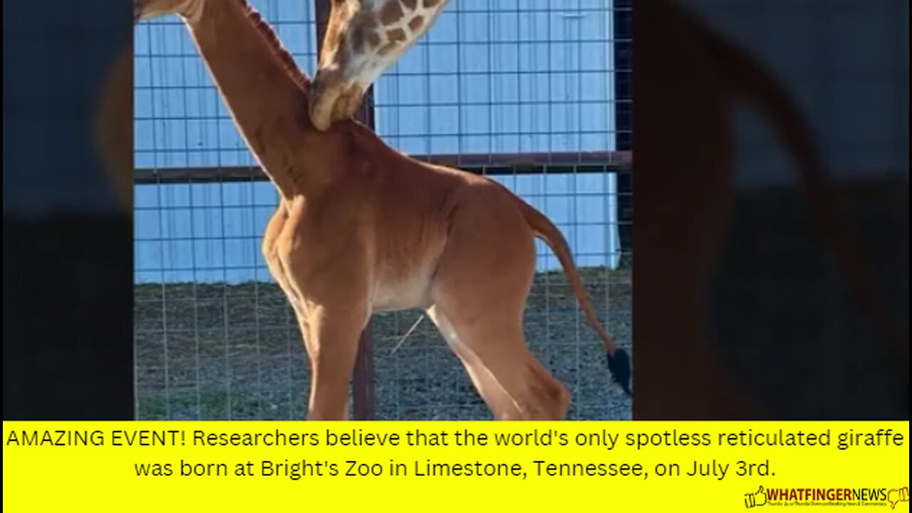 AMAZING EVENT! Researchers believe that the world's only spotless reticulated giraffe was born