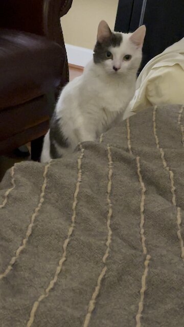 Our foster fail is 5 now