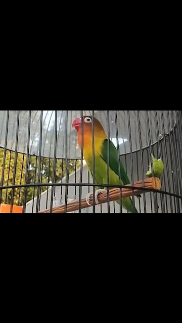 lovebirds chirping are very aggressive