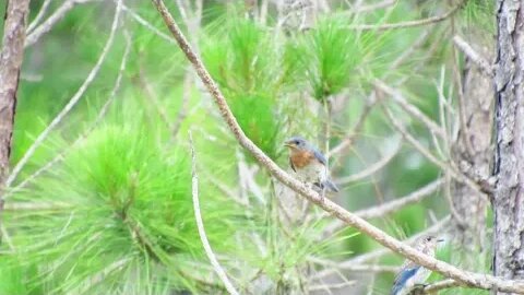 2 blue birds in a florida pine