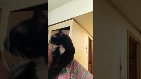 Sweet kitty of mine #shortsvideo #kitty #cat #shortsfeed #youtubeshorts #catlover #catshorts