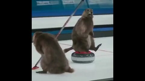 Funny Animals || When Beavers start curling || animals ||