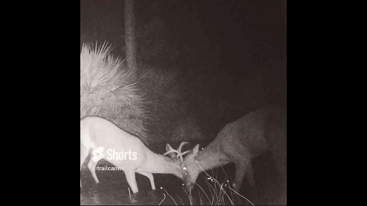 Buck Deer Fight In Florida swamp