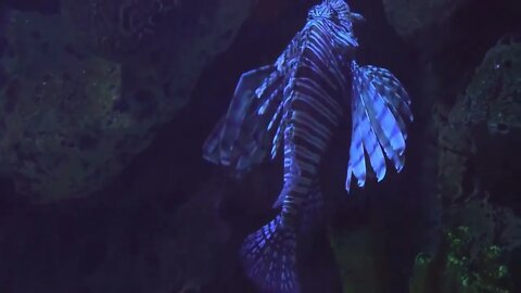10 Amazing Sea Creatures You've Never Seen Before