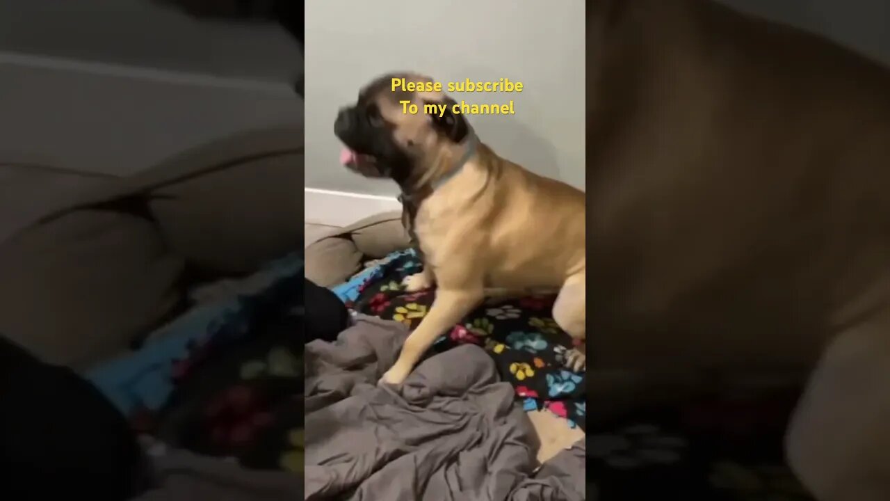 Dog MMA