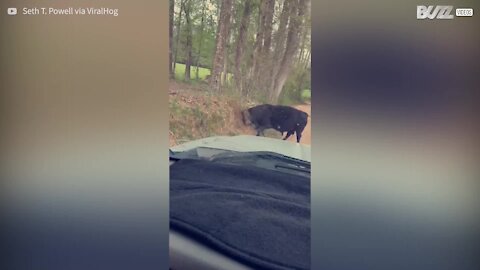 Touro bloqueia estrada para de coçar