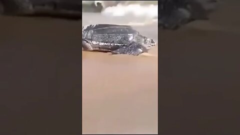 Monster Sea Turtle Heads Back out to Sea