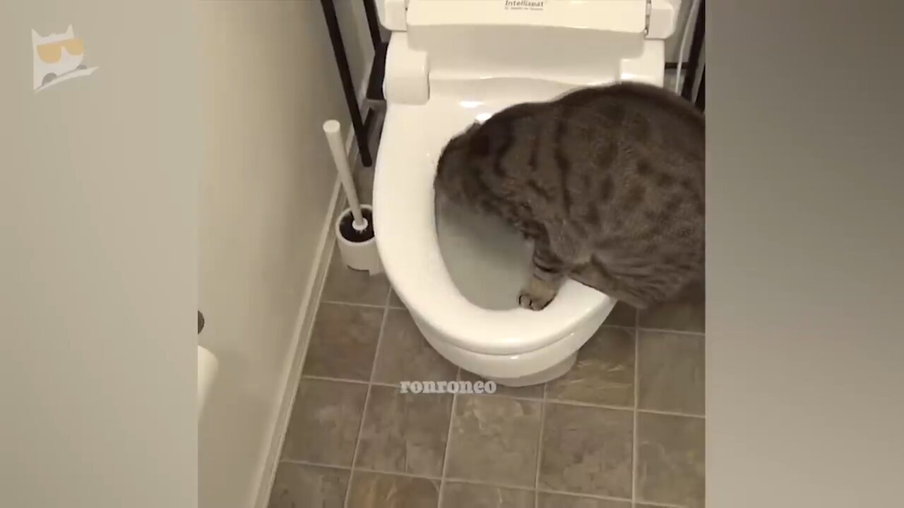 What is the cat doing in the toilet?