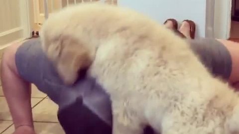 Golden Retriever puppy does push-ups with owner