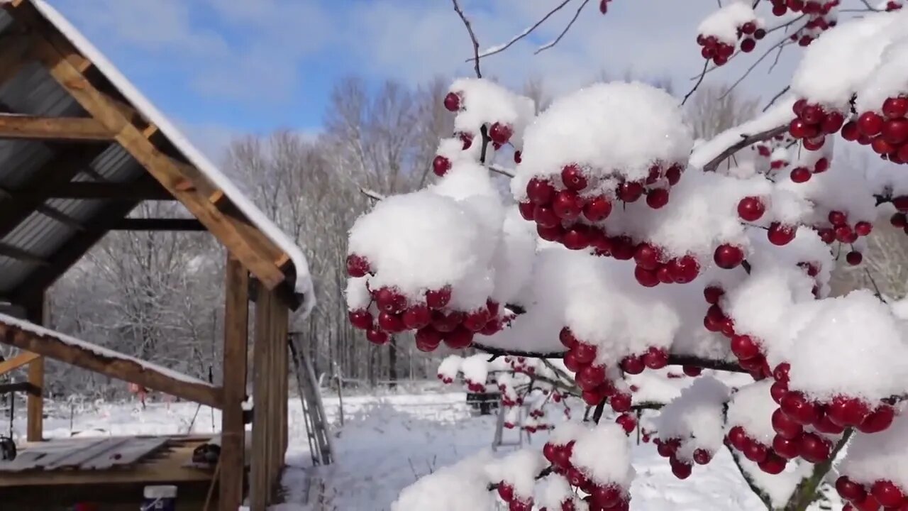 Sounds like Holiday Spirit... Crab apples in snow in 4k