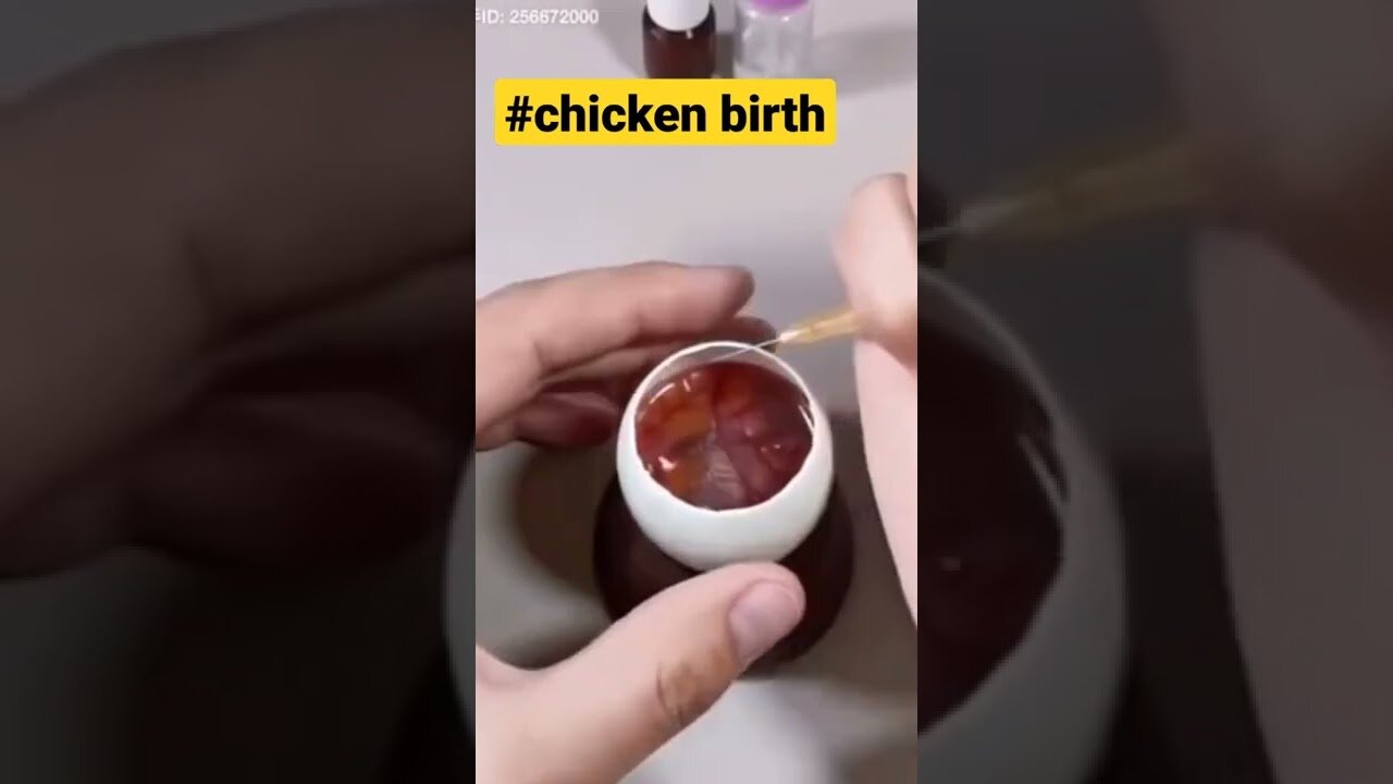 How A Chick Born From A Egg 🐣