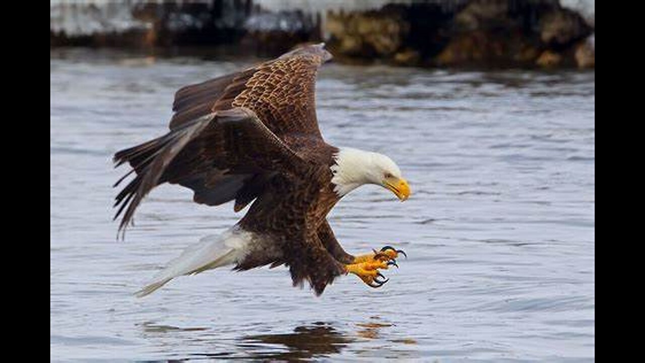 The Eagle Dies While Hunting Octopus In The Ocean