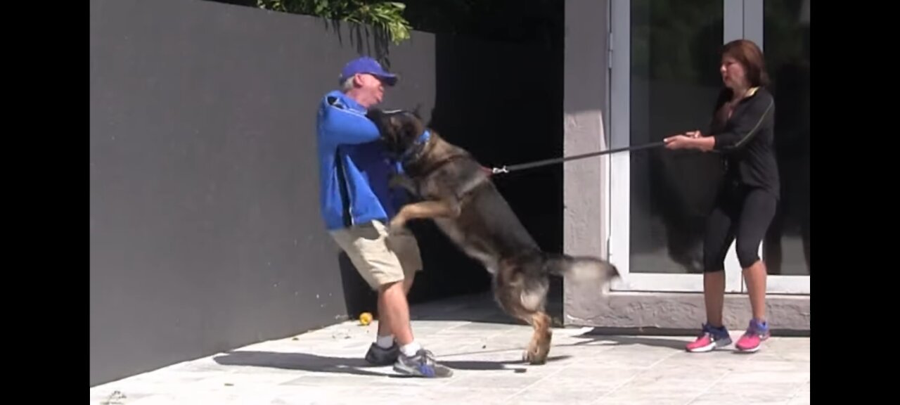 STEP BY STEP! How to train your guard dog!