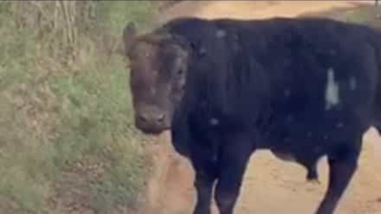 Touro bloqueia estrada para se coçar