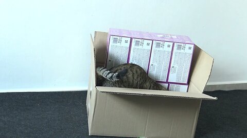 Cat Jumps into the Box with Gifts