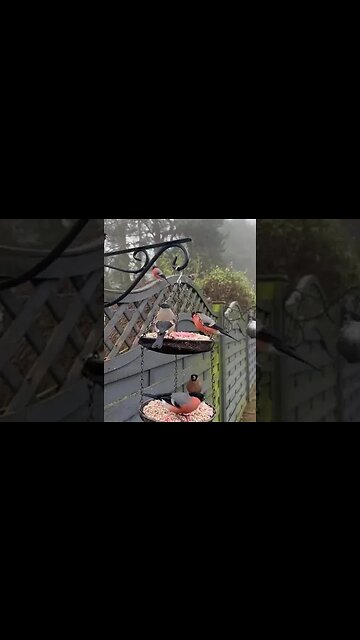 A Festive Finch Merry Christmas