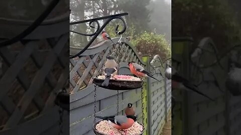 A Festive Finch Merry Christmas