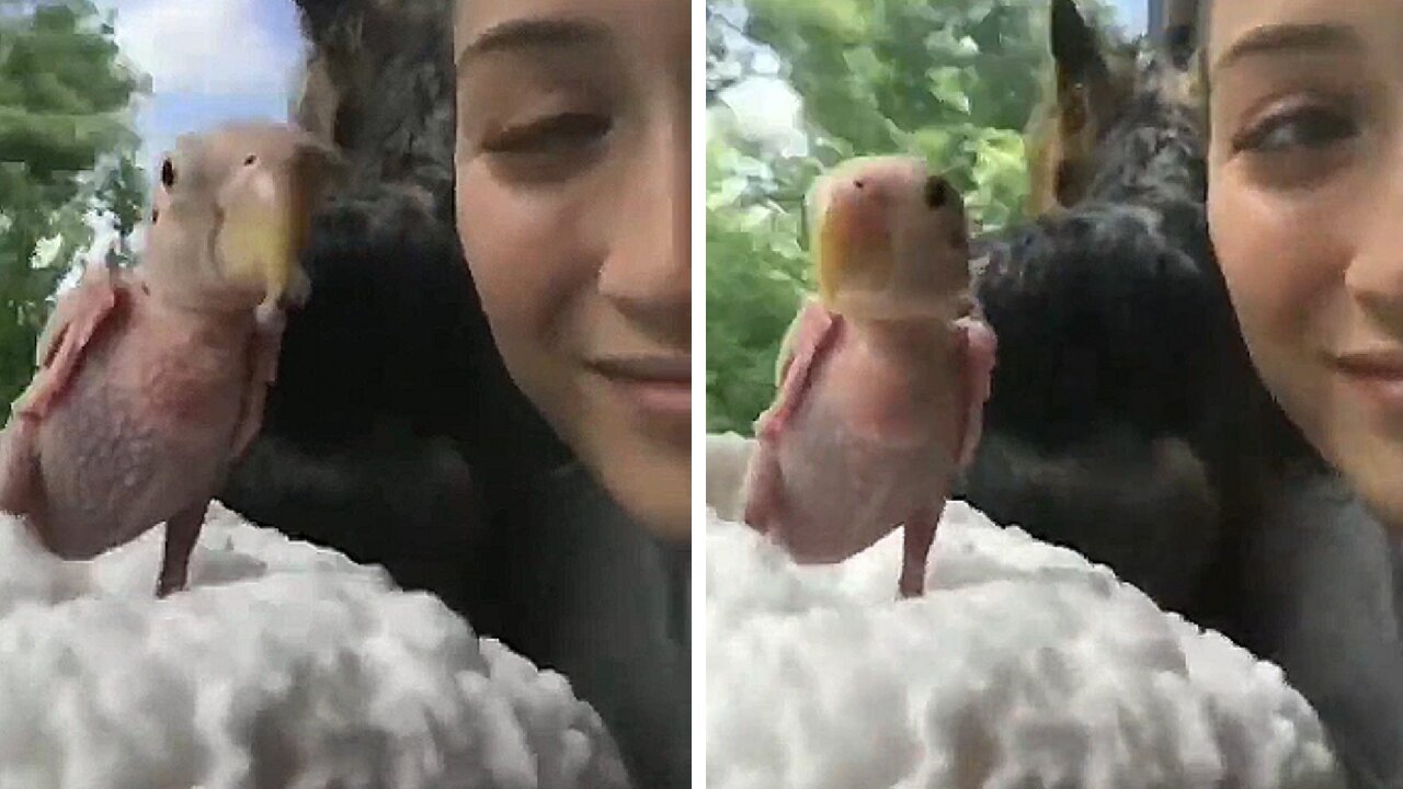 Bird on a soft rug with its owner