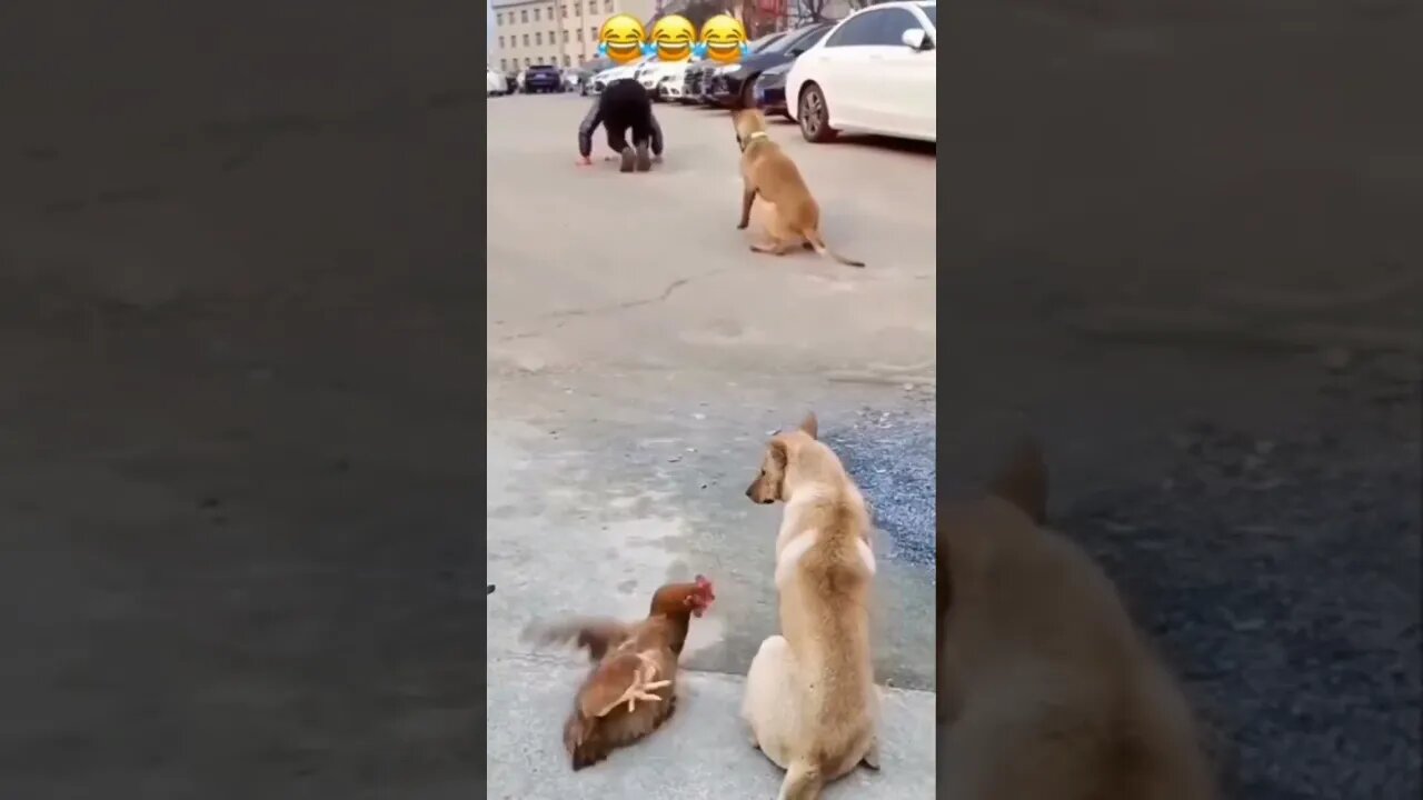 Funny dog #shorts #youtubeshorts #animals #dog