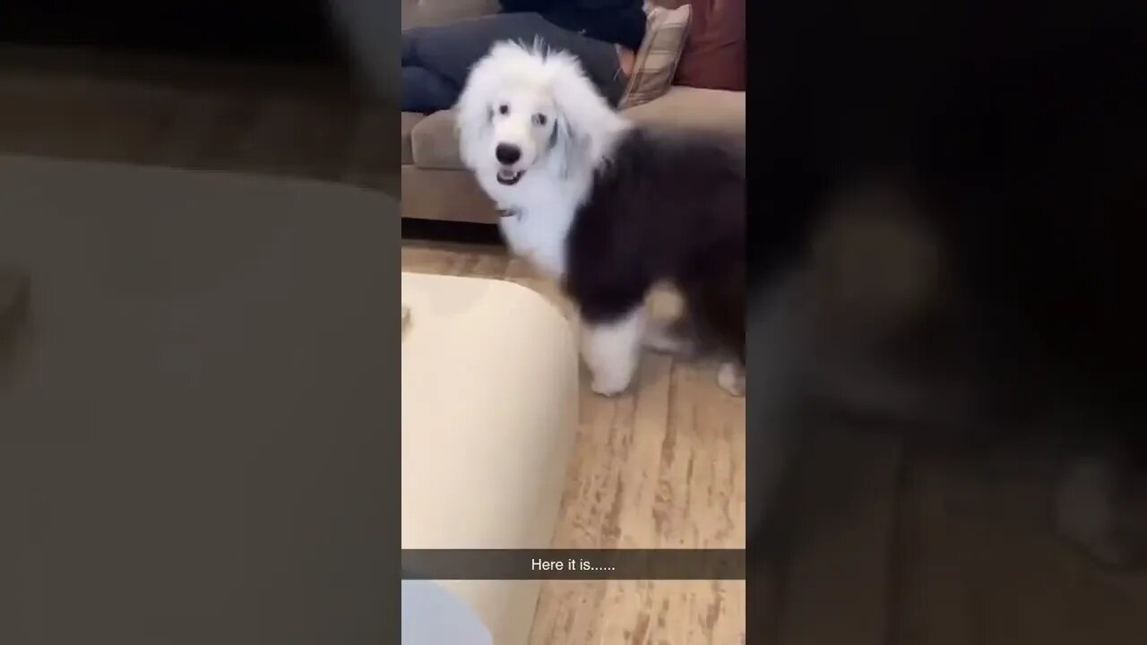 Here It Is tiktok sheepdogpaddy