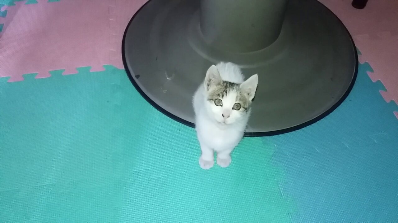 Angel mark cat toy.(51day old cat - part2)