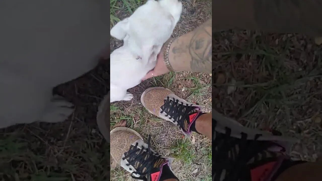 @BABYBLUE EYED WHITE PITBULL! FEMALE. WAS 250