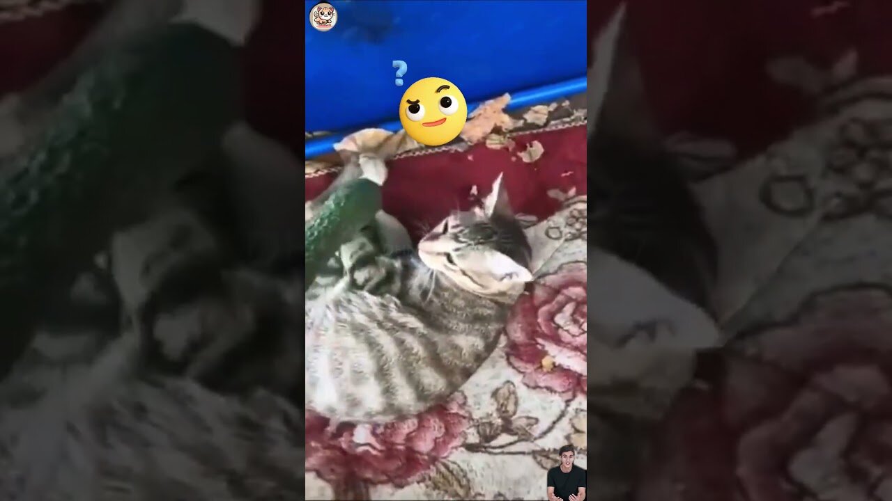 Funny Moments with Cats.