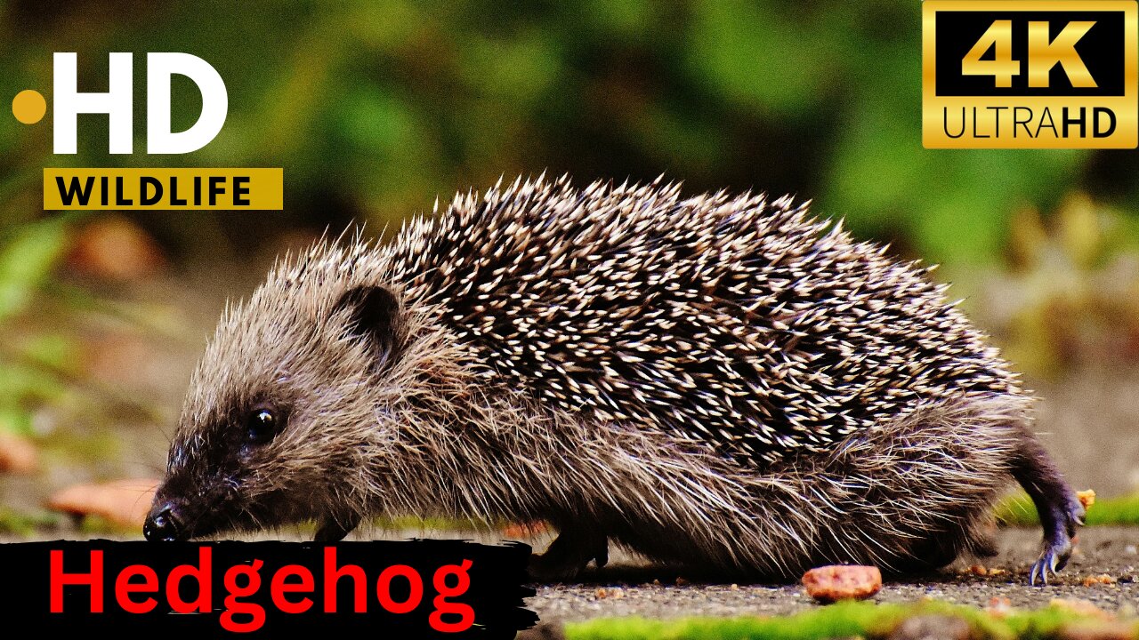 ADORABLE Hedgehog is a GENIUS in this VIRAL video trend ll Epic Fail ll