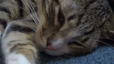 Rudolph Dreams And Moves His Whiskers