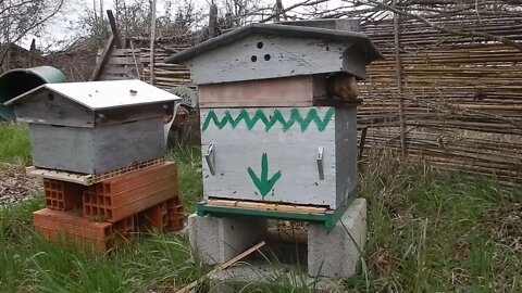 Pose des premières hausses sur les ruches très fortes.