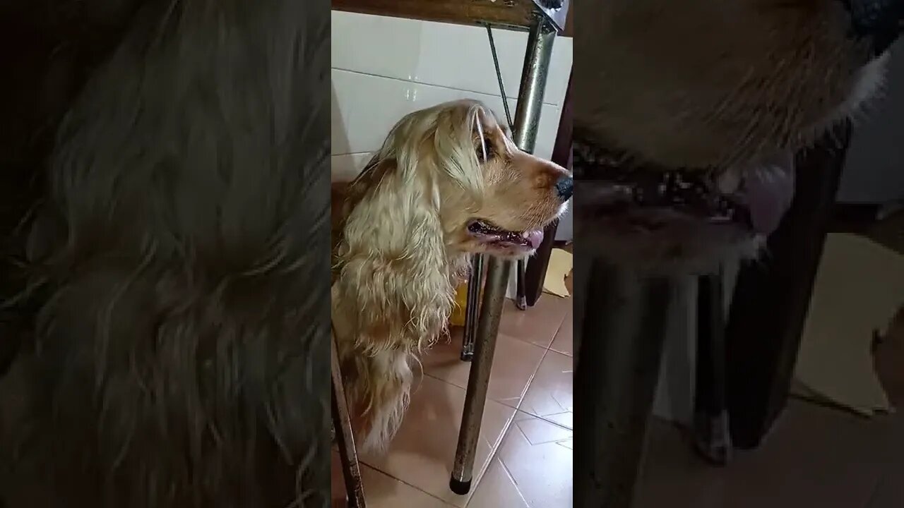 dog , shorts