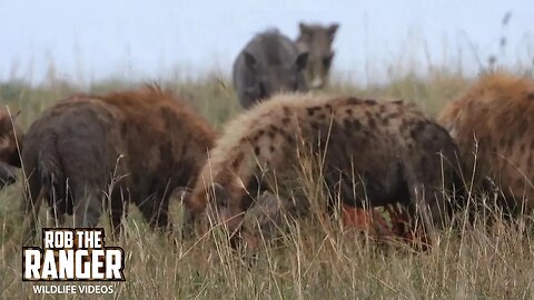 Hyena Clan Feeds | Lalashe Maasai Mara Safari