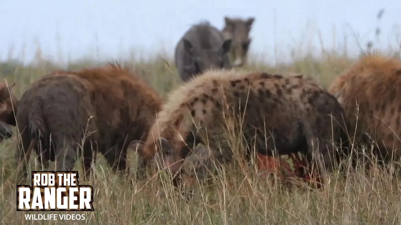 Hyena Clan Feeds | Lalashe Maasai Mara Safari